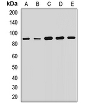 Semaphorin 4F Rabbit Polyclonal Antibody