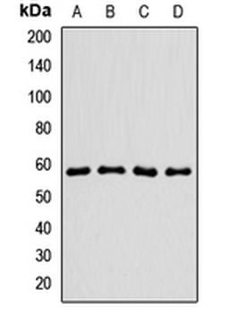 RIC8A Rabbit Polyclonal Antibody