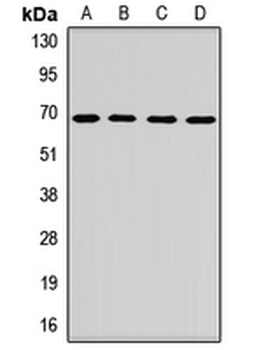 SNX18 Rabbit Polyclonal Antibody