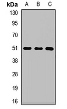 MAFB Rabbit Polyclonal Antibody