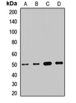 SUCLA2 Rabbit Polyclonal Antibody