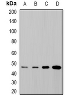 SYT4 Rabbit Polyclonal Antibody