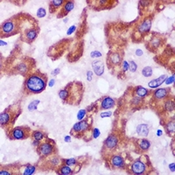SYT4 Rabbit Polyclonal Antibody