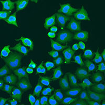 SYT4 Rabbit Polyclonal Antibody