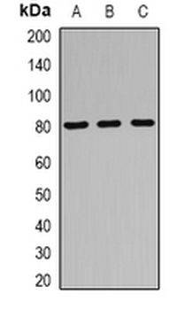 RUFY1 Rabbit Polyclonal Antibody
