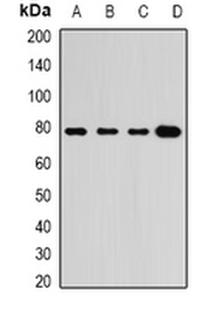 GRP3 Rabbit Polyclonal Antibody