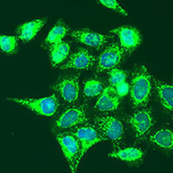 GRP3 Rabbit Polyclonal Antibody