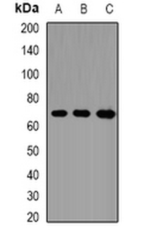 CD66f Rabbit Polyclonal Antibody