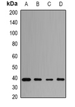 PENK Rabbit Polyclonal Antibody