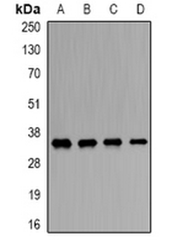 ORC6 Rabbit Polyclonal Antibody