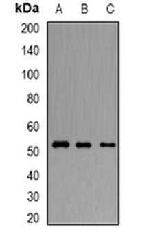 ORL1 Rabbit Polyclonal Antibody