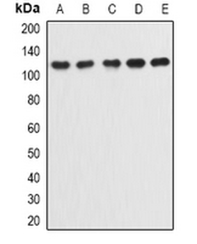 Integrin alpha 9 Rabbit Polyclonal Antibody