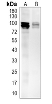 IFI16 Rabbit Polyclonal Antibody
