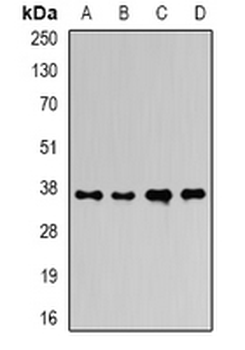 Ficolin 1 Rabbit Polyclonal Antibody