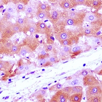 Anamorsin Rabbit Polyclonal Antibody