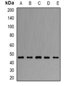 ARFGAP1 Rabbit Polyclonal Antibody