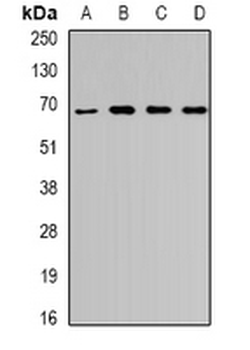 Unc18-3 Rabbit Polyclonal Antibody