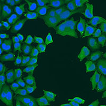 Unc18-3 Rabbit Polyclonal Antibody