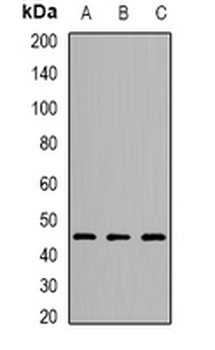 OSGEPL1 Rabbit Polyclonal Antibody