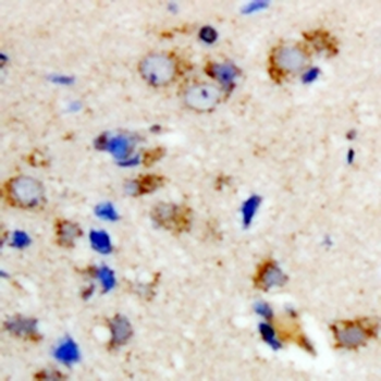 OSGEPL1 Rabbit Polyclonal Antibody