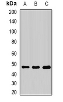 PIP4K2 beta Rabbit Polyclonal Antibody