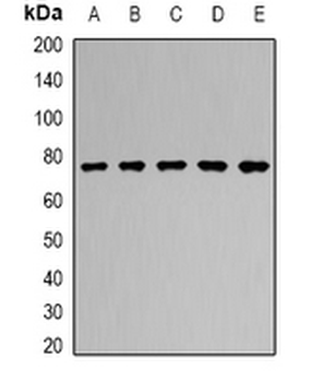 RUFY2 Rabbit Polyclonal Antibody