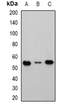 Cbl-3 Rabbit Polyclonal Antibody