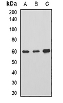 AHCYL1 Rabbit Polyclonal Antibody