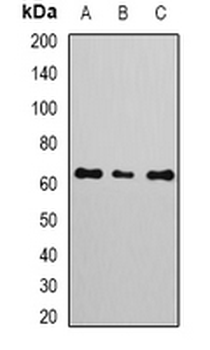 NERF Rabbit Polyclonal Antibody
