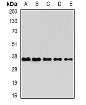 OSGEP Rabbit Polyclonal Antibody