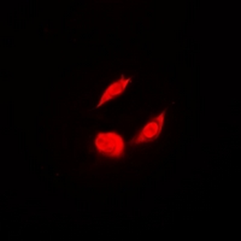 OSGEP Rabbit Polyclonal Antibody