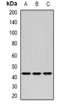 ERGIC2 Rabbit Polyclonal Antibody