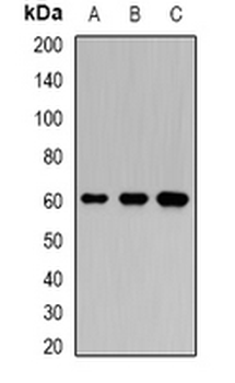 Karyopherin alpha-6 Rabbit Polyclonal Antibody