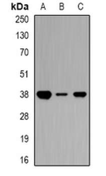 Ciao 1 Rabbit Polyclonal Antibody