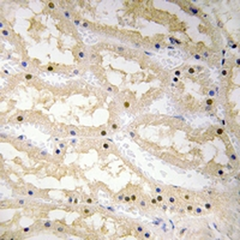 Ciao 1 Rabbit Polyclonal Antibody