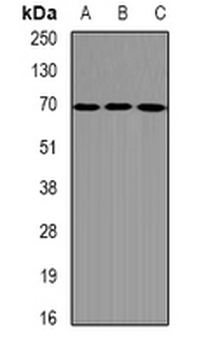 DDX41 Rabbit Polyclonal Antibody