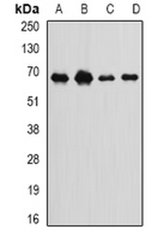 Int11 Rabbit Polyclonal Antibody