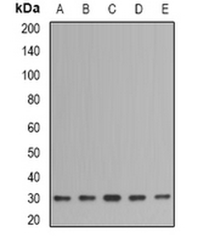IMPA1 Rabbit Polyclonal Antibody