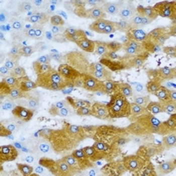 IMPA1 Rabbit Polyclonal Antibody