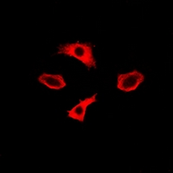IMPA1 Rabbit Polyclonal Antibody