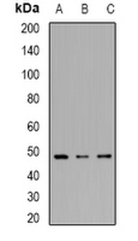 IRF8 Rabbit Polyclonal Antibody