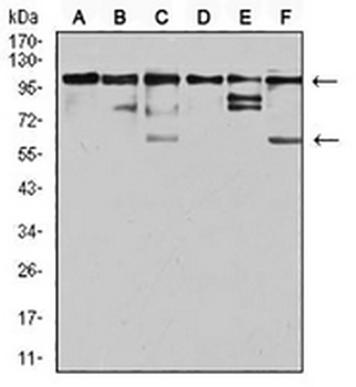 ZFP91 Mouse Monoclonal Antibody
