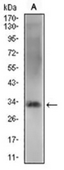 REX-1 Mouse Monoclonal Antibody