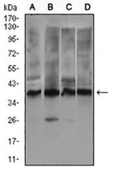 REX-1 Mouse Monoclonal Antibody