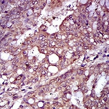 REX-1 Mouse Monoclonal Antibody