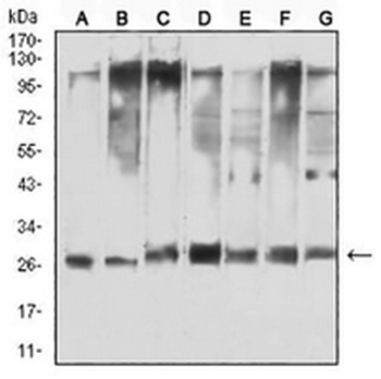 14-3-3 theta/tau Mouse Monoclonal Antibody
