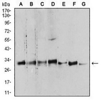 14-3-3 beta Mouse Monoclonal Antibody