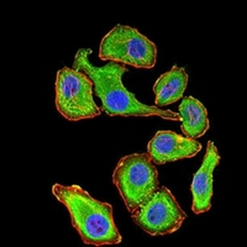 14-3-3 beta Mouse Monoclonal Antibody