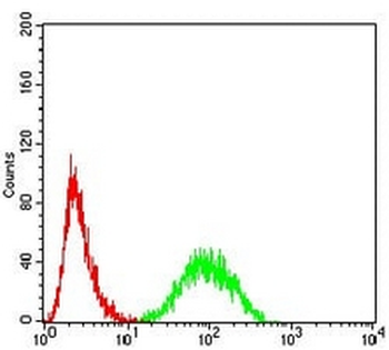 14-3-3 beta Mouse Monoclonal Antibody