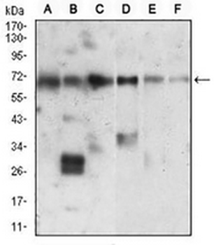 Ku70 Mouse Monoclonal Antibody